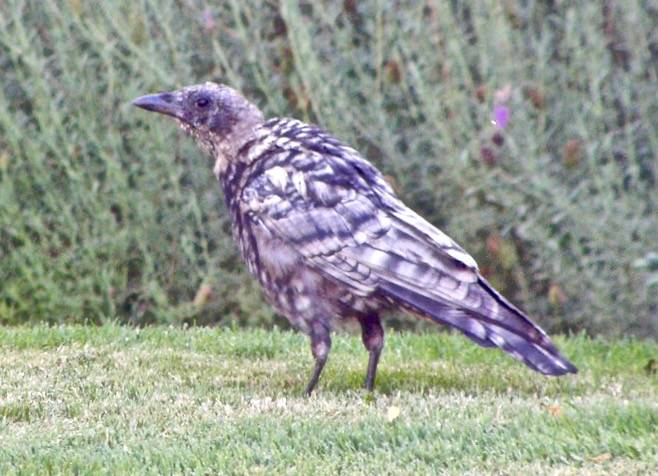 Piebald American Crow and Friend by Spiced Coffee is licensed under CC BY-NC-ND 2.0